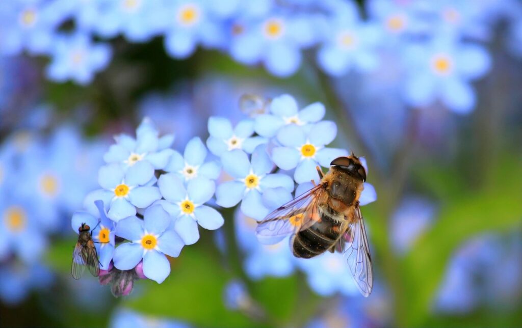 Biene auf Blüte Wie lässt sich das globale Bienensterben verhindern