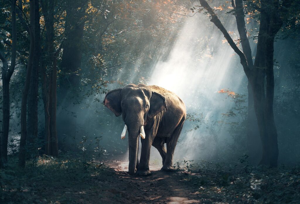 Elefant Tiere Natur Welche Tiere sind vom Aussterben bedroht