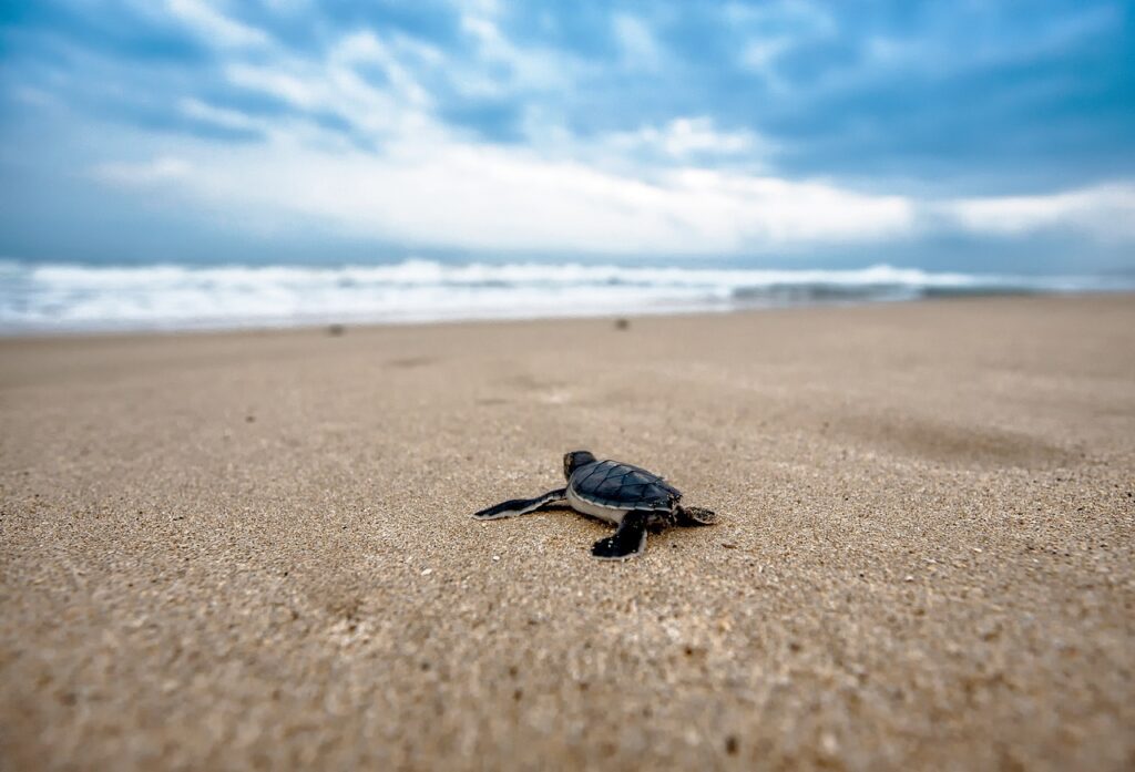 kleine Schildkröte am Strand Die seltensten Schildkröten-Arten der Welt