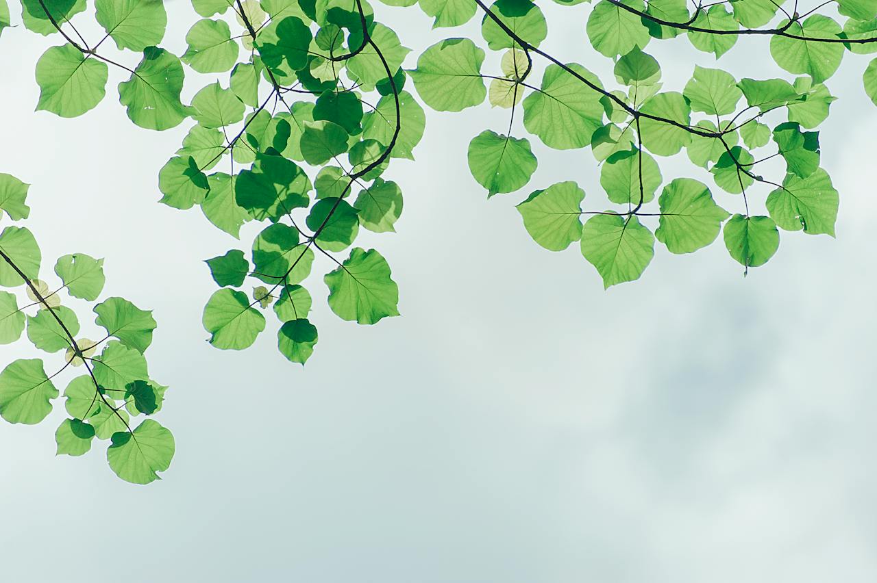 Baum Blätter Natur Renovierungs- bzw. Umbaumaßnahmen zur Optimierung von Energieeffizienz und Umweltschutz