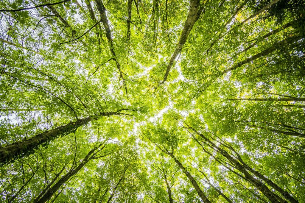 Umwelt Bäume Natur Aktuelle Umweltthemen Wie kann man sich bilden