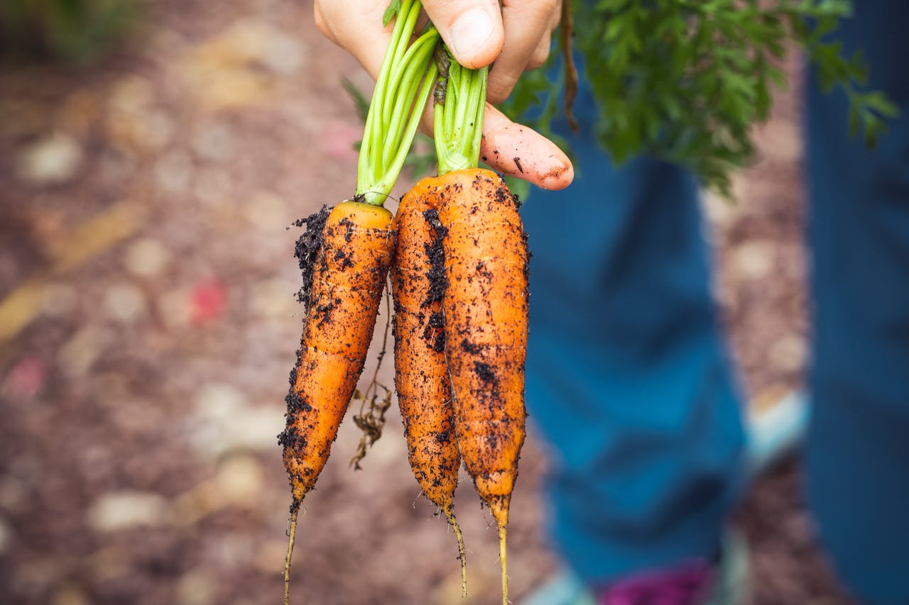 Beet Garten Karotten Frühbeetkasten Vorteile für den Garten