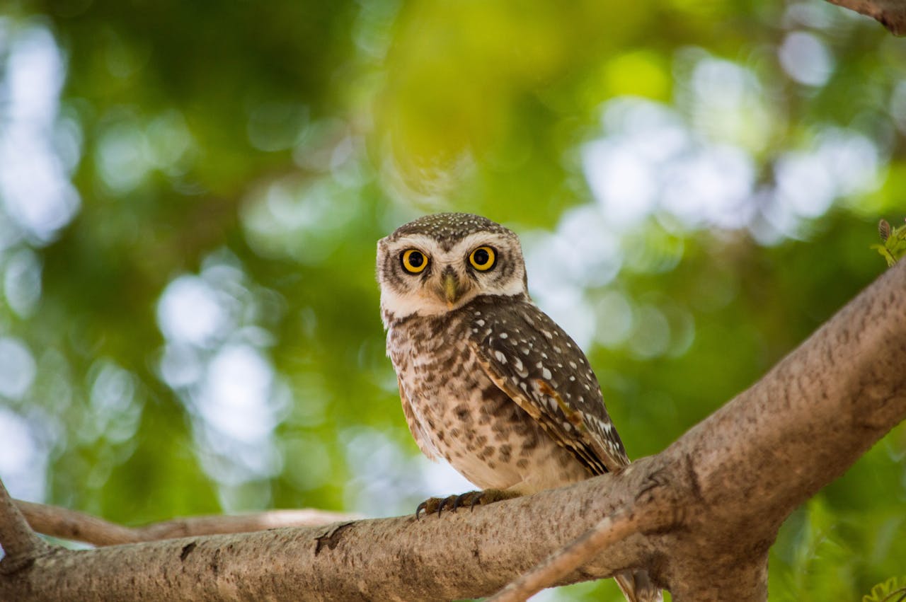 kleine Eule schaut Witzig Eulen-Witze – Lustige Sprüche aus dem Wald