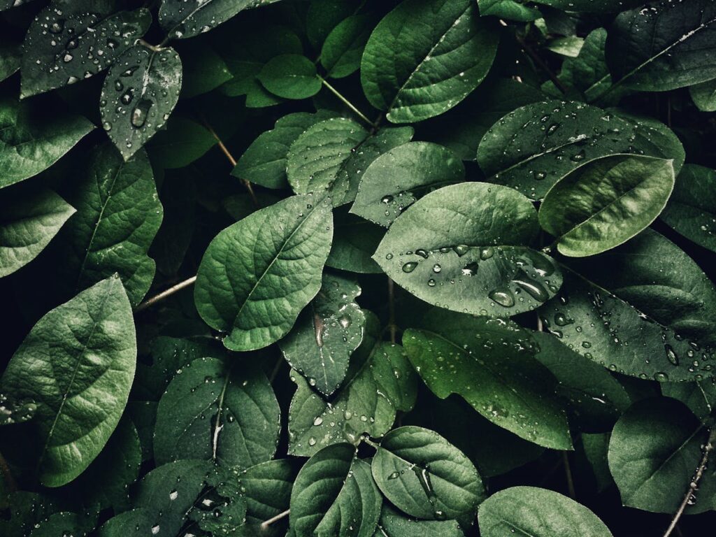 Umwelt Blätter Wassertropfen Umweltschutz wirkungsvoll in den Alltag integrieren – So gelingt es nachhaltig