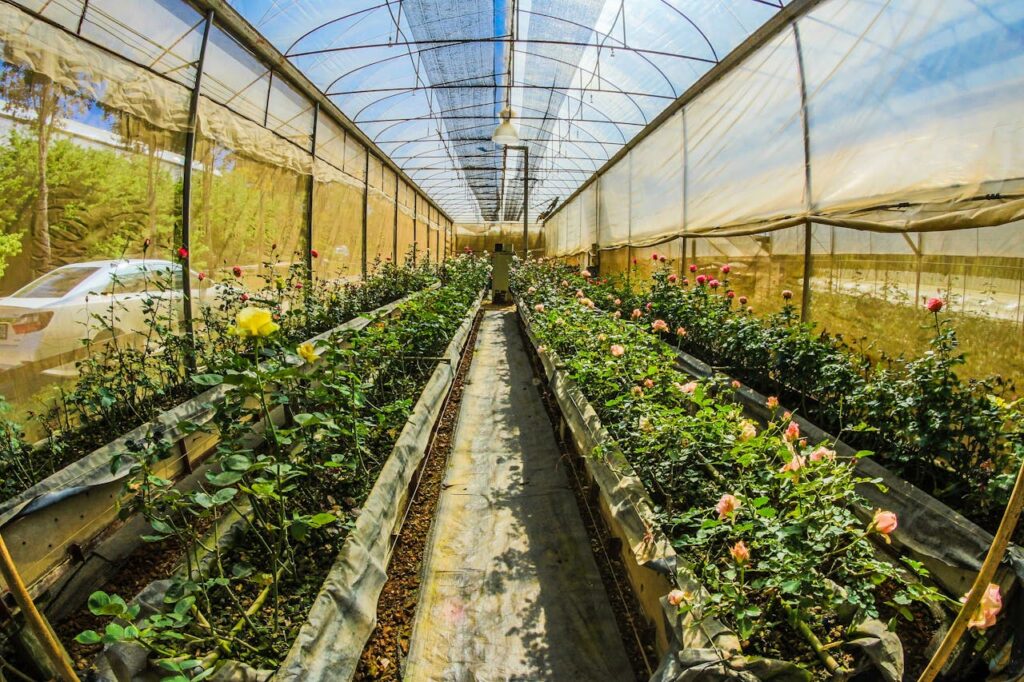 Sonnenstrahlen Sommer Gewächshaus Gewächshaus UV-durchlässig oder nicht