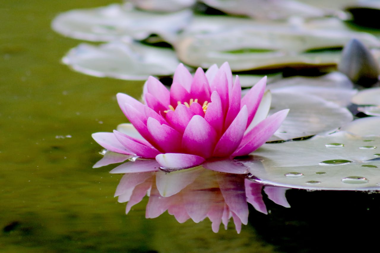 Seerose im Wasser Blätter Wasser perlt ab Bionik Definition – Was genau ist das